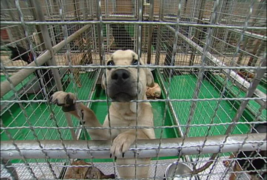 流浪動物之死 誰之過 我們的島 流浪動物之死 誰之過 我們的島