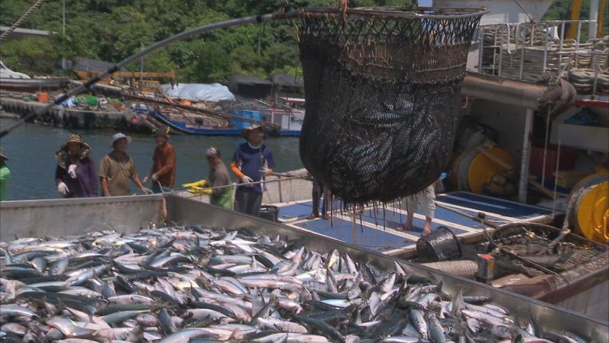 重返魚湧之海鯖魚找生路 我們的島