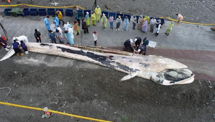 花蓮崇德外海發現死亡鬚鯨，在定置漁網業者協助下拉回岸邊等待解剖。