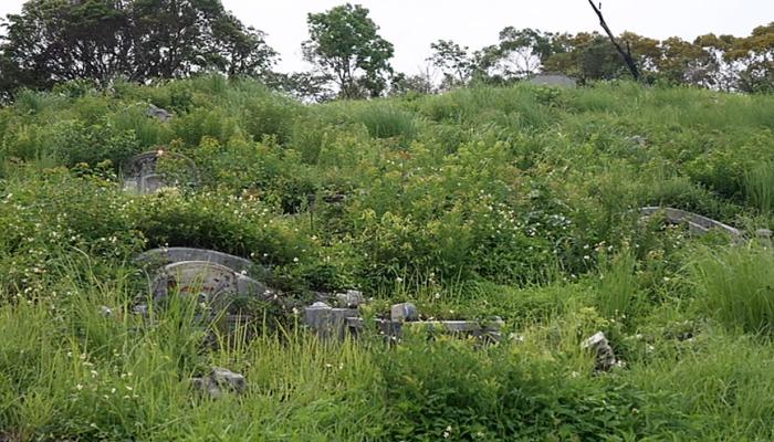 罕有人跡的墓地，成為許多生物的庇護所。