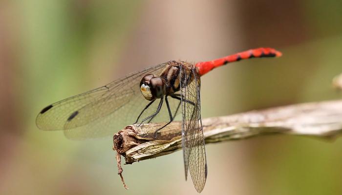 纖紅蜻蜓雄蟲