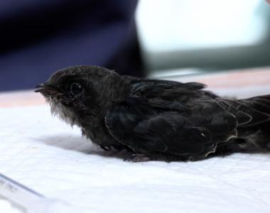 台東小雨燕被送到野灣野生動物醫院照護