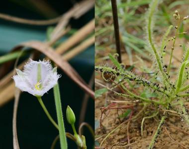 右圖為長葉茅膏菜，左圖為異蕊草(照片提供／林試所范素瑋)