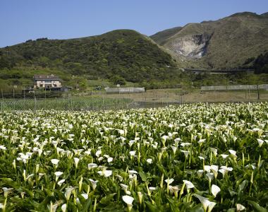 每年1月至5月為海芋花期，其中3月至4月盛開，目前陽明山國家公園已有20座農場陸續轉作友善栽種。