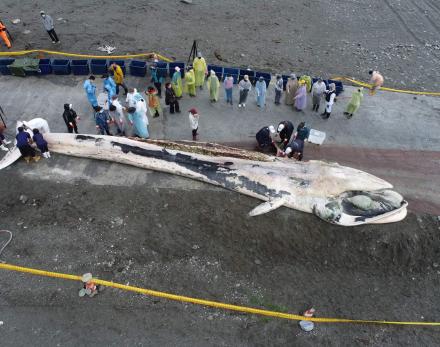 花蓮崇德外海發現死亡鬚鯨，在定置漁網業者協助下拉回岸邊等待解剖。