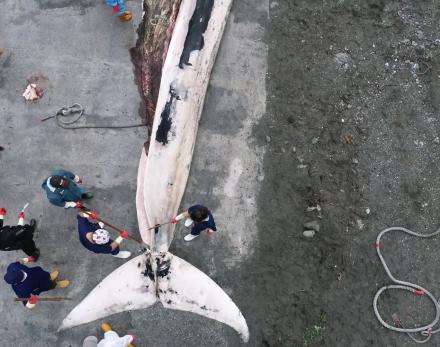 花蓮崇德外海死亡的鬚鯨，拖上岸解剖找死因