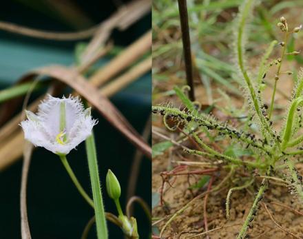 右圖為長葉茅膏菜，左圖為異蕊草(照片提供／林試所范素瑋)