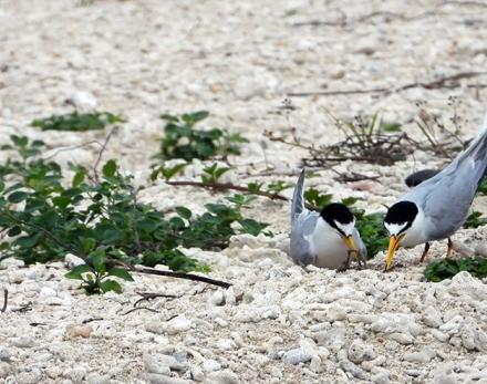 小燕鷗影像提供／陳統壹