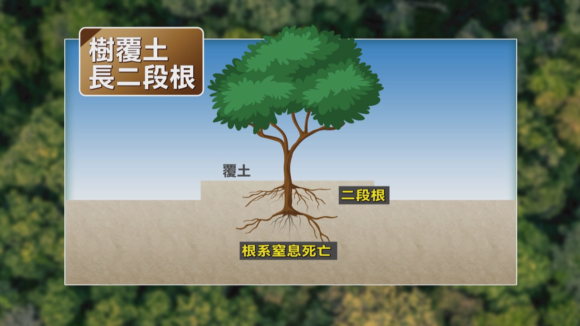 樹倒之前 | 你是否看見樹木在呼救？ | 我們的島