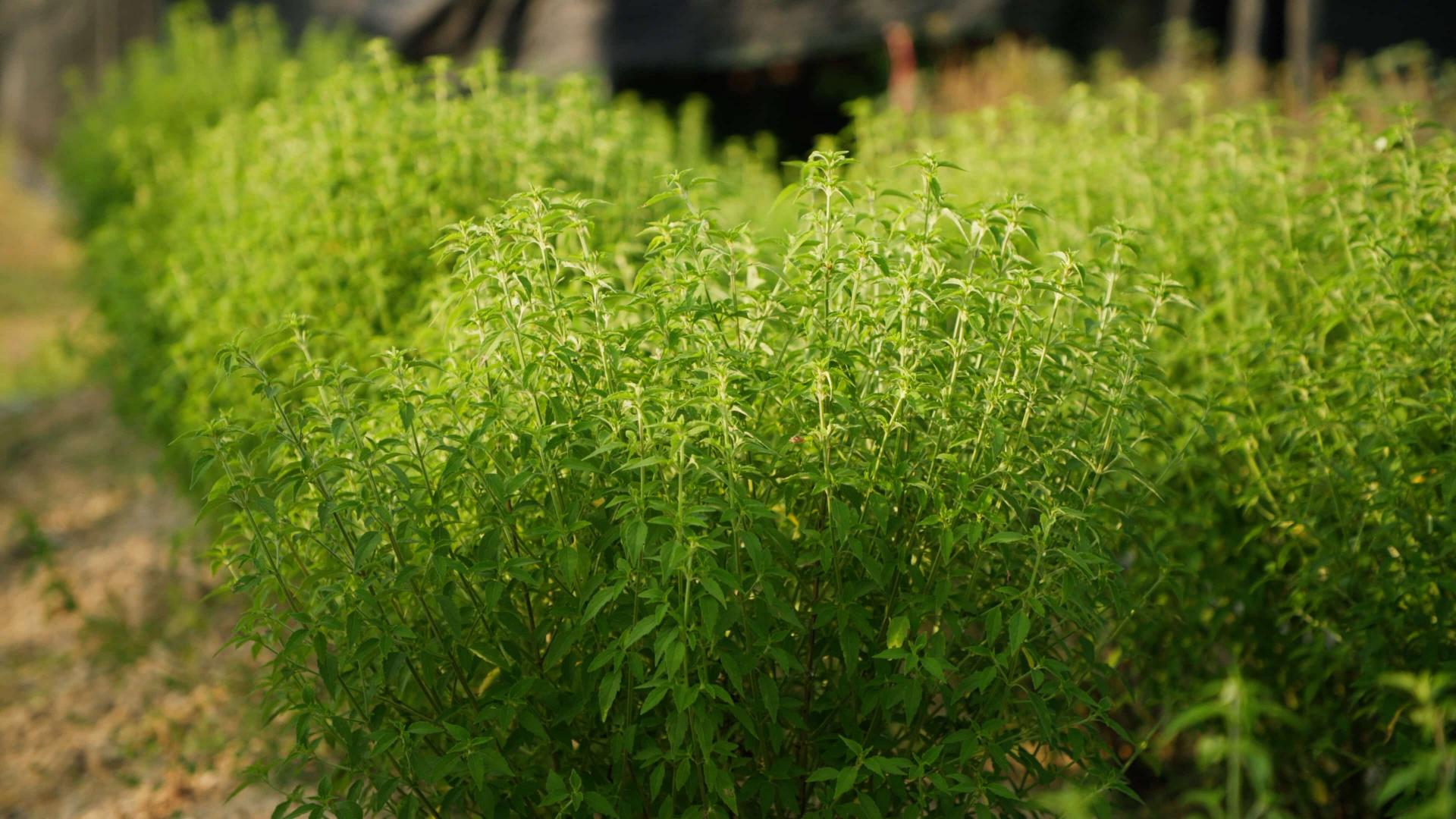 香草新經濟 非普羅旺斯不可嗎｜找尋台灣山林的香氣 | 我們的島