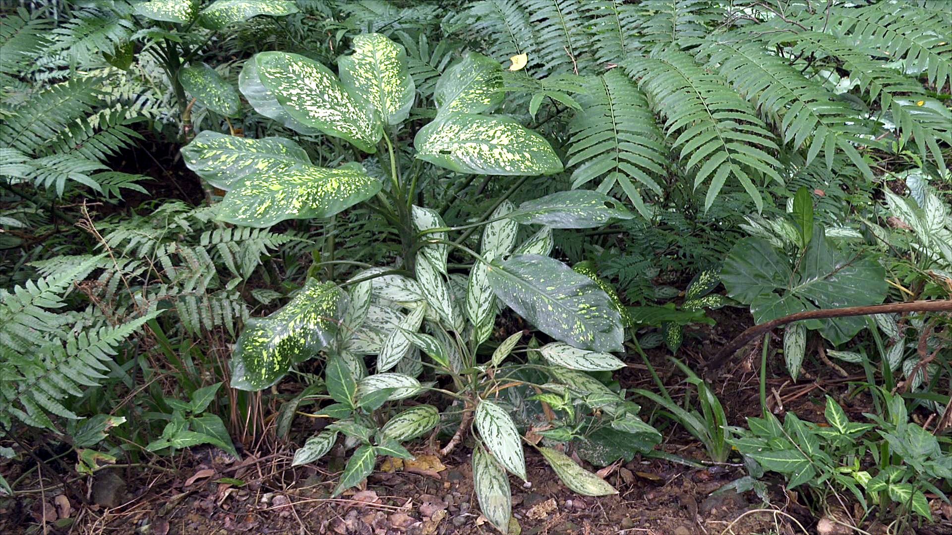 被忽略的郊山外來種植物｜當園藝植物悄悄攻占| 我們的島